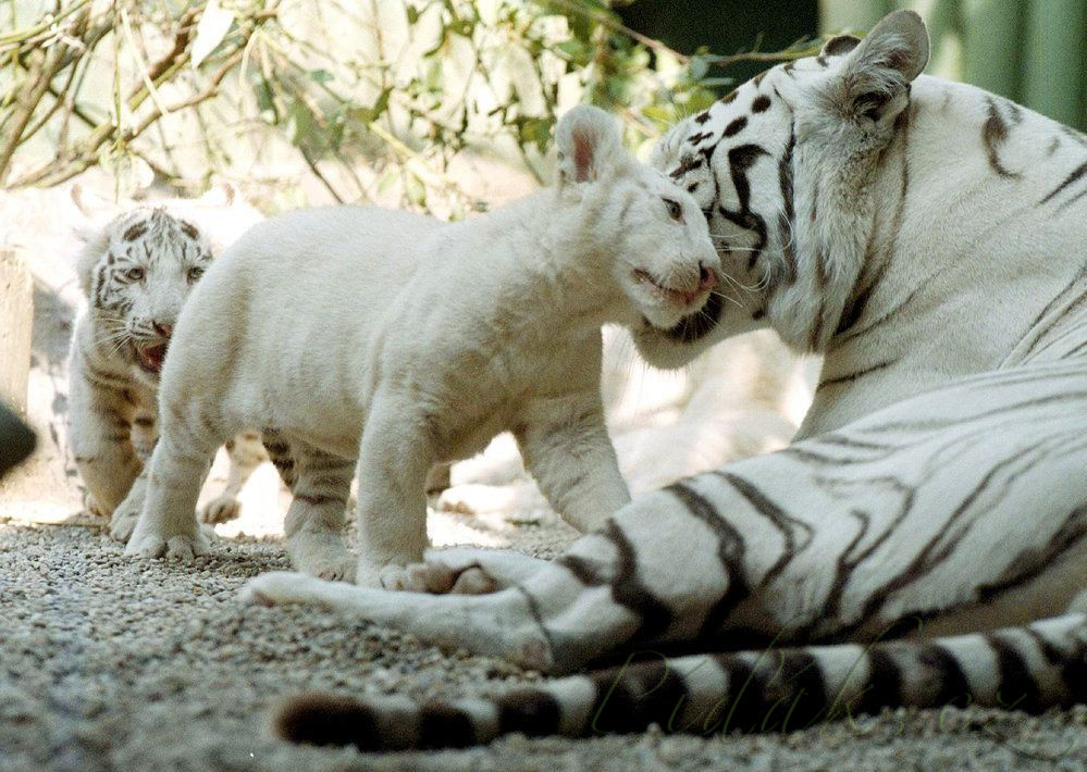 1. obrázek Zoo Liberec