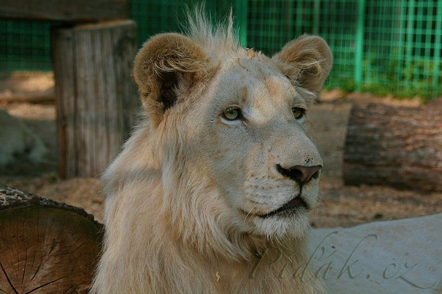 1. obrázek Zoopark Doksy