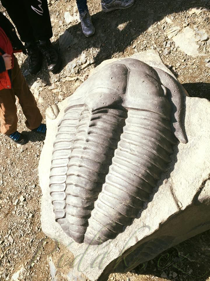 1. obrázek Výlet naučnou stezkou po stopách trilobita na Hrad Týřov 