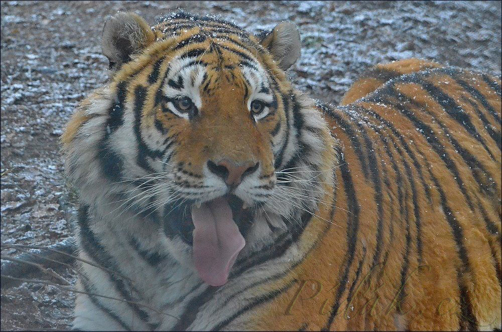 1. obrázek Zoo Tábor