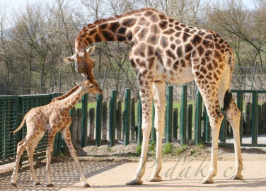 4. obrázek Zoo  Ústí nad Labem