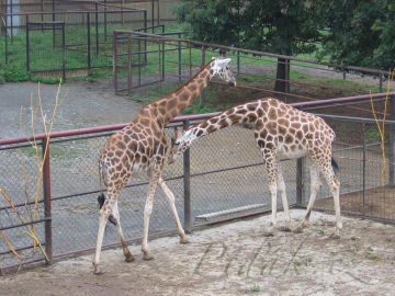 5. obrázek ZOO Olomouc