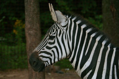 4. obrázek Zoopark Doksy