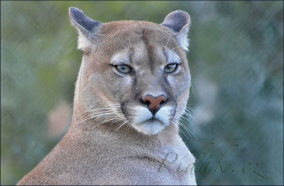 4. obrázek Zoo Tábor