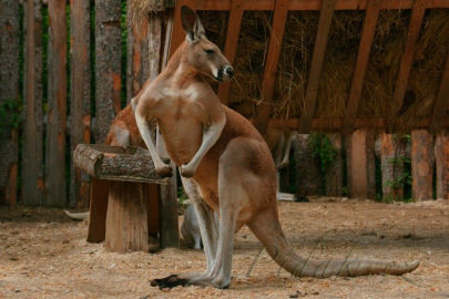 6. obrázek Zoopark Doksy