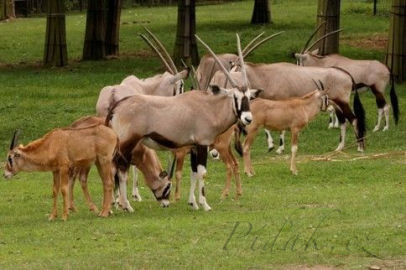 8. obrázek ZOO Olomouc