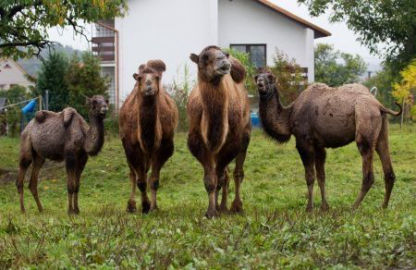 Obrázek Velbloudí farma Záhostice - Chýnov - Tábor