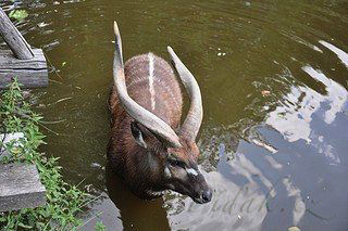 5. obrázek Zoologická zahrada Praha