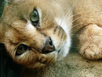 Obrázek Zoopark zájezd- Kladno