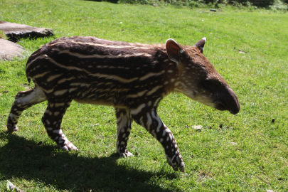 5. obrázek Zoo Jihlava