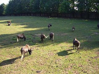 16. obrázek Zoo Dvůr Králové