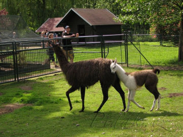 5. obrázek Častolovice - zámek, park a zvěřinec