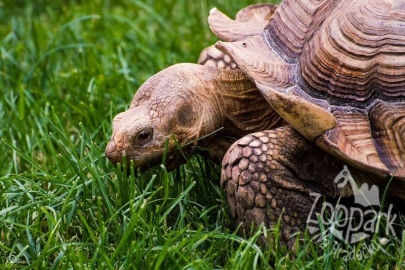 3. obrázek Zoopark Na Hrádečku - Jindřichův Hradec