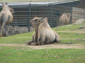 5. obrázek Zoo Liberec