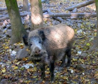 Obrázek Brněnští kanci - procházka pro rodiny s dětmi 