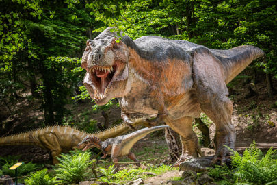 Obrázek DinoPark ZOO Košice