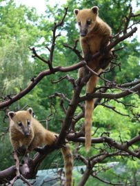 2. obrázek ZOO Ohrada Hluboká nad Vltavou