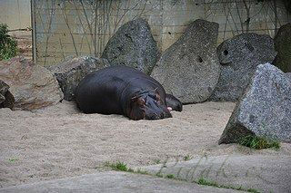 11. obrázek Zoologická zahrada Praha