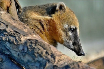 3. obrázek Zoo Tábor