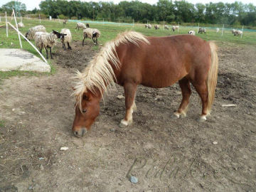 2. obrázek Minizoo- Milíčovský les- Praha