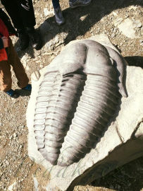 Obrázek Výlet naučnou stezkou po stopách trilobita na Hrad Týřov 