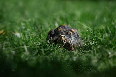 2. obrázek Kontaktní Zoopark Zvole