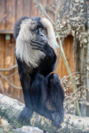 3. obrázek Biopark Štít