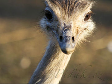 4. obrázek ZOO Ostrava